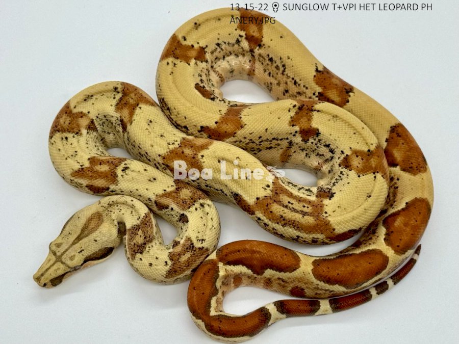 SUNGLOW T+VPI HET LEOPARD PH ANERY